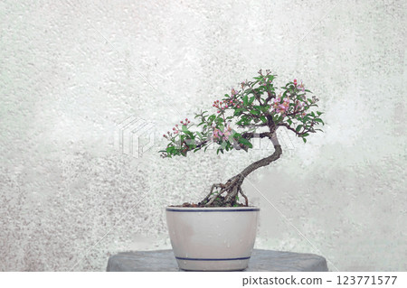 Free orm Dwarf cherry bonsai in ceramic pot Free orm Dwarf cherry bonsai in ceramic pot 123771577