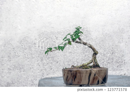 Free orm Dwarf cherry inprocess for bonsai 123771578