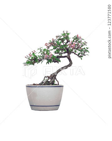 Free orm Dwarf cherry bonsai in ceramic pot on white background 123771580