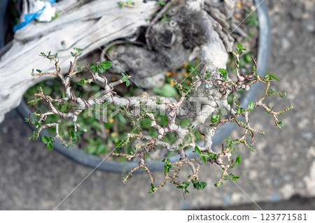 The top of the Premna tree that is being made into a bonsai. 123771581