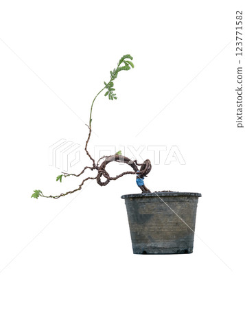 The tamarind tree is twisted and bent to create a bonsai. The tamarind tree is twisted and bent to create a bonsai. 123771582
