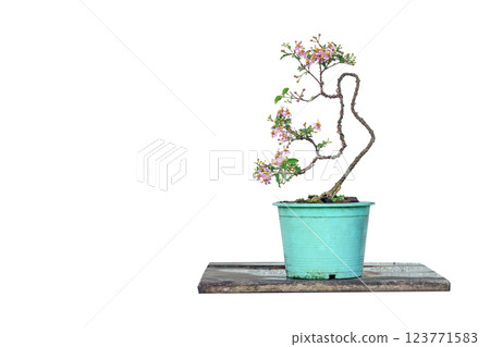 Free orm Dwarf cherry bonsai on white background Free orm Dwarf cherry bonsai on white background 123771583