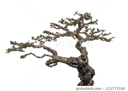 The top of the Premna tree that is being made into a bonsai. The top of the Premna tree that is being made into a bonsai. 123771584