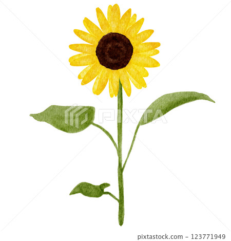 向日葵花圖畫水彩 123771949
