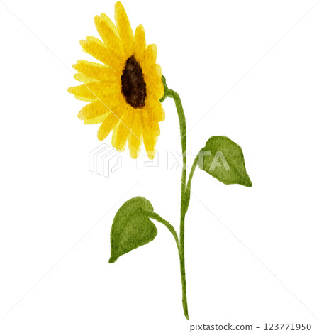 向日葵花圖畫水彩 123771950