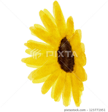 Sunflower flower illustration painted in watercolor 123771951
