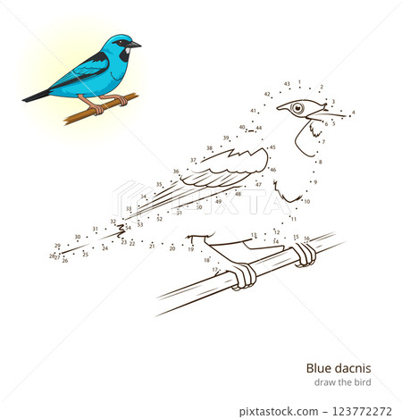 Blue dacnis draw vector Blue dacnis draw vector 123772272