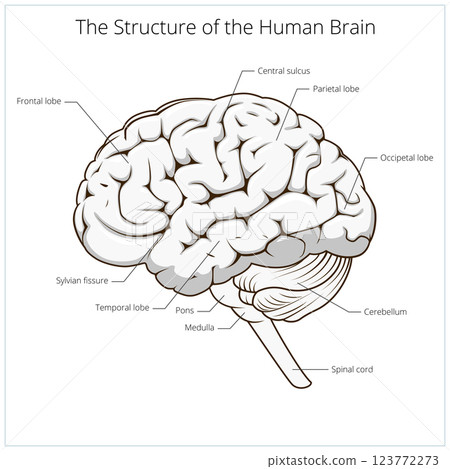 Structure of human brain schematic vector Structure of human brain schematic vector 123772273