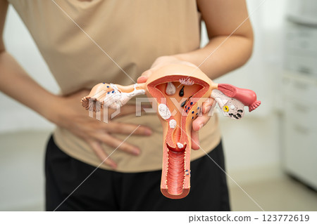 Uterus, Asian, woman holding human anatomy model. Uterus, Asian, woman holding human anatomy model. 123772619