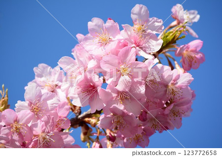Kawazu cherry blossoms in the blue sky Kawazu cherry blossoms in the blue sky 123772658