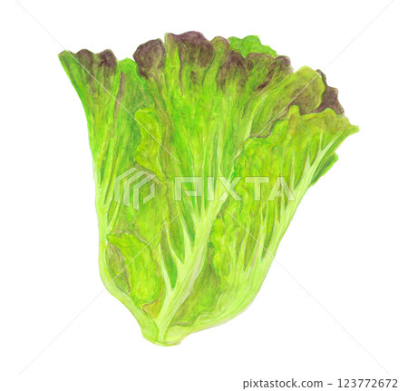 整個陽光生菜的水彩插圖 123772672