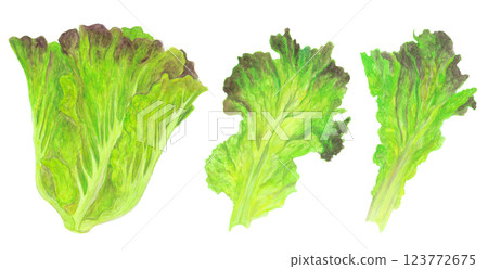 水彩畫的陽光生菜插圖 123772675