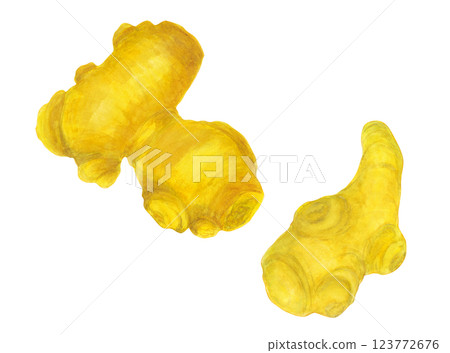 Illustration of ginger drawn in watercolor Illustration of ginger drawn in watercolor 123772676