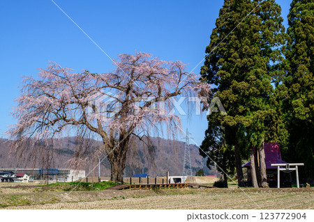 Spring has arrived at Oshirasama's weeping cherry tree in Akita Prefecture Spring has arrived at Oshirasama's weeping cherry tree in Akita Prefecture 123772904