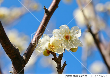 Plum blossoms starting to bloom 123773225