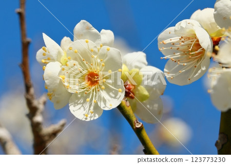 梅花開始綻放 梅花開始綻放 123773230