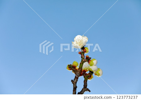 Plum blossoms starting to bloom Plum blossoms starting to bloom 123773237