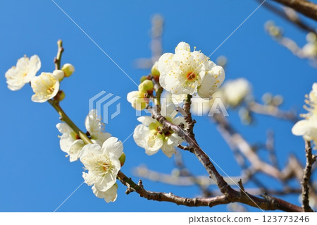 Plum blossoms starting to bloom Plum blossoms starting to bloom 123773246