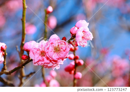 Plum blossoms starting to bloom 123773247