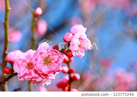 Plum blossoms starting to bloom Plum blossoms starting to bloom 123773248