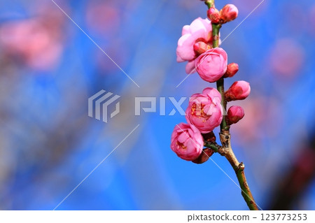 Plum blossoms starting to bloom Plum blossoms starting to bloom 123773253