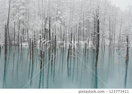 Blue Pond in Biei, Hokkaido: Winter snow scene 123773411