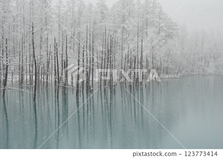 Blue Pond in Biei, Hokkaido: Winter snow scene 123773414