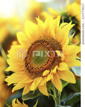 花店裡的向日葵 AI 影像 123773617