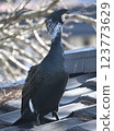Cormorants basking in the sun 123773629