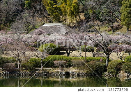 Plum grove at Yakushiike Park in Machida, Tokyo 123773796
