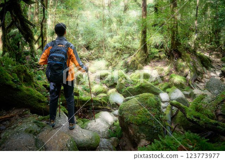 健行者穿過苔蘚森林的背影 123773977
