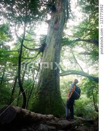 一名男性健行者抬頭仰望一棵長滿青苔的巨樹 123773982