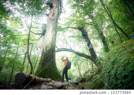 一位旅人仰望一棵長滿青苔的巨樹的背影 123773984