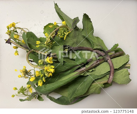 Yellow flowers of red mustard greens blooming on a white background Yellow flowers of red mustard greens blooming on a white background 123775148