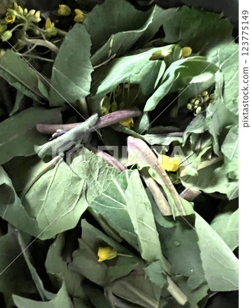 Close-up of cut Chinese vegetable red mustard greens 123775149
