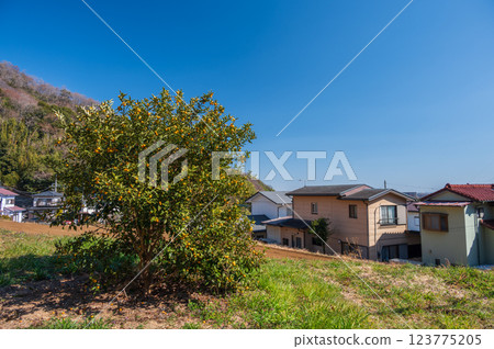 Clear countryside sky, tranquil scenery 123775205