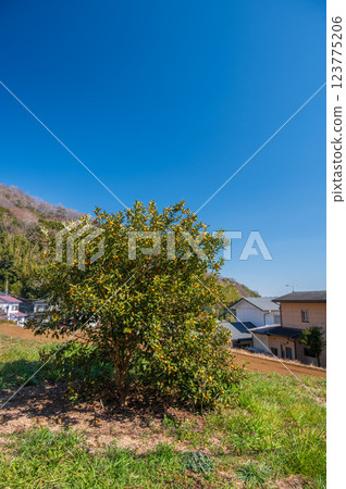 Clear countryside sky, tranquil scenery 123775206