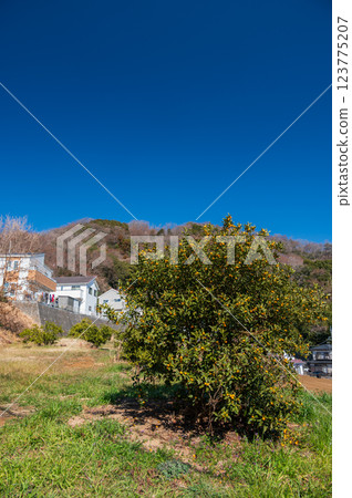 Clear countryside sky, tranquil scenery 123775207