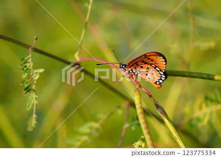 Danaus genutia or A vibrant butterfly perched on a slender branch, showcasing its striking orange and black wings against a lush green background. 123775334