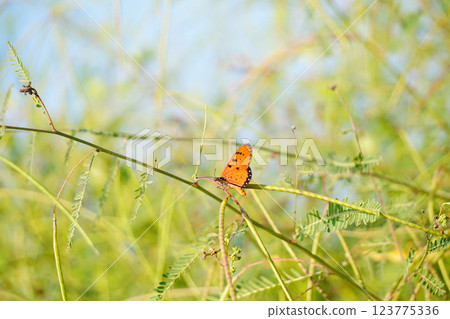 Danaus genutia or A vibrant butterfly perched on a slender branch, showcasing its striking orange and black wings against a lush green background. Danaus genutia or A vibrant butterfly perched on a slender branch, showcasing its striking orange and black wings against a lush green background. 123775336