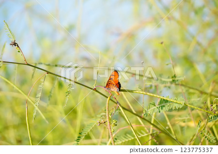 Danaus genutia or A vibrant butterfly perched on a slender branch, showcasing its striking orange and black wings against a lush green background. 123775337
