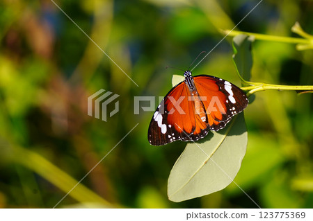 Danaus genutia or A striking butterfly with vibrant orange wings adorned with black spots, resting gracefully on lush green foliage, showcasing the beauty of nature. Danaus genutia or A striking butterfly with vibrant orange wings adorned with black spots, resting gracefully on lush green foliage, showcasing the beauty of nature. 123775369