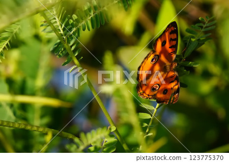 Danaus genutia or A striking butterfly with vibrant orange wings adorned with black spots, resting gracefully on lush green foliage, showcasing the beauty of nature. 123775370