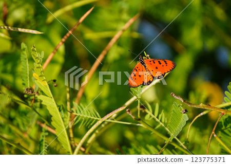Danaus genutia or A striking butterfly with vibrant orange wings adorned with black spots, resting gracefully on lush green foliage, showcasing the beauty of nature. 123775371