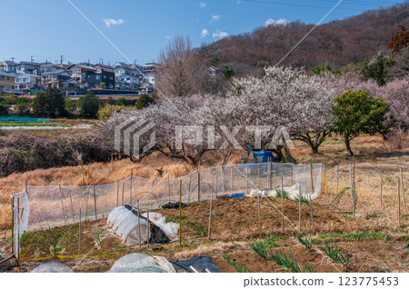 Awainomori Plum Grove, Tsurumaki Onsen, Kitayana Awainomori Plum Grove, Tsurumaki Onsen, Kitayana 123775453