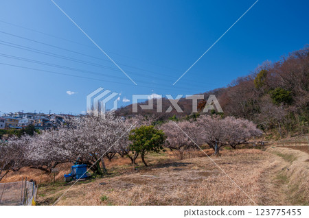 Awainomori Plum Grove, Tsurumaki Onsen, Kitayana Awainomori Plum Grove, Tsurumaki Onsen, Kitayana 123775455