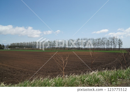 Driving scenery under the blue sky in Hokkaido: Spring landscape and tree-lined road 123775512