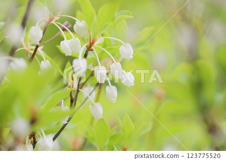 Neat Enkianthus campanulatus 123775520