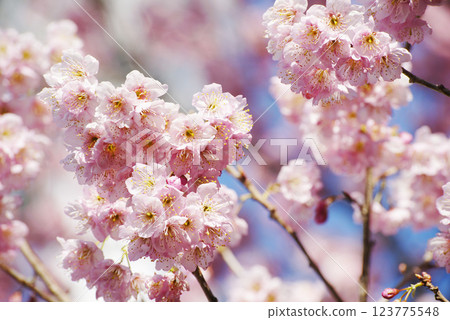 Oukaranman Oukaranman 123775548