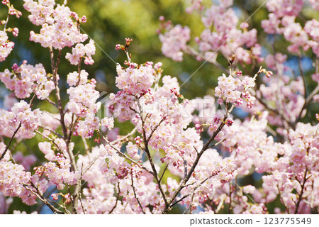 歐卡蘭曼 歐卡蘭曼 123775549